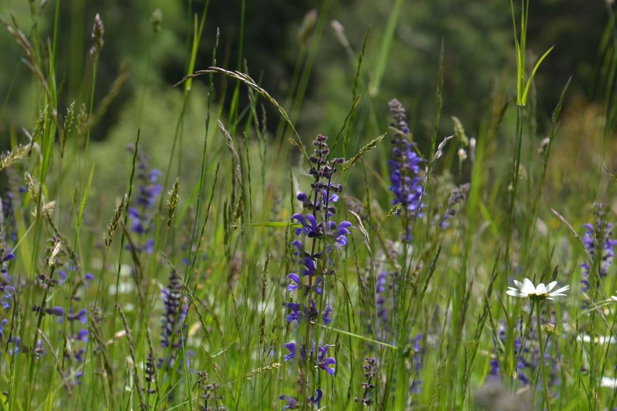 Zunerhof 31.05.2019